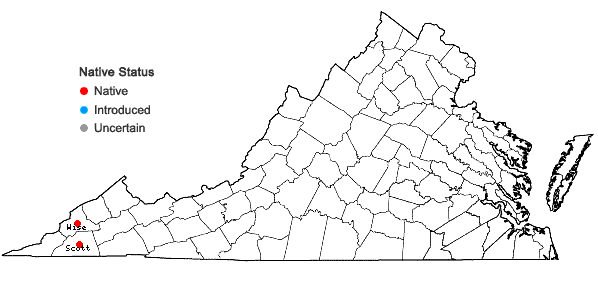 Locations ofActaea rubifolia (Kearney) Kartesz in Virginia
