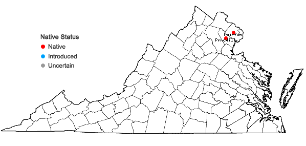Locations ofAgalinis auriculata (Michx.) Blake in Virginia