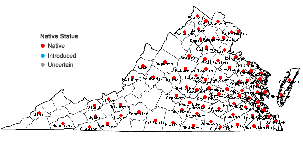 Locations ofAgalinis purpurea (L.) Pennell in Virginia