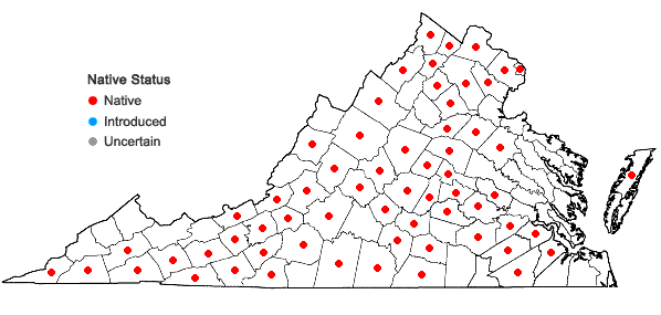 Locations ofAgalinis tenuifolia (Vahl) Raf. in Virginia