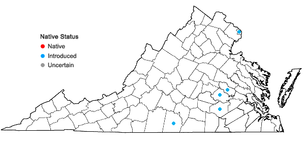 Locations ofAmaranthus arenicola I.M. Johnston in Virginia