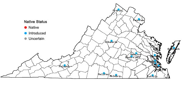 Locations ofAmaranthus blitum L. ssp. emarginatus (Uline & W.L.Bray) Carr., Muñoz Garm., & Pedrol in Virginia