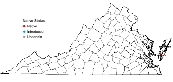 Locations ofAmaranthus pumilus Rafinesque in Virginia