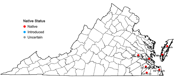 Locations ofAndropogon hirsutior (Hackel) Weakley & LeBlond in Virginia