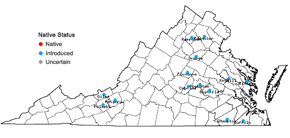 Locations ofArenaria leptoclados (Reichenbach) Guss.  in Virginia