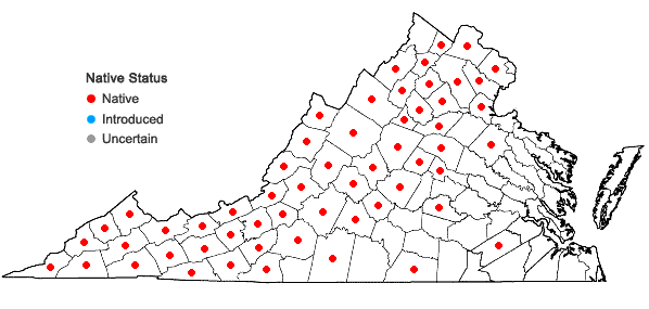 Locations ofAureolaria laevigata (Raf.) Raf. in Virginia