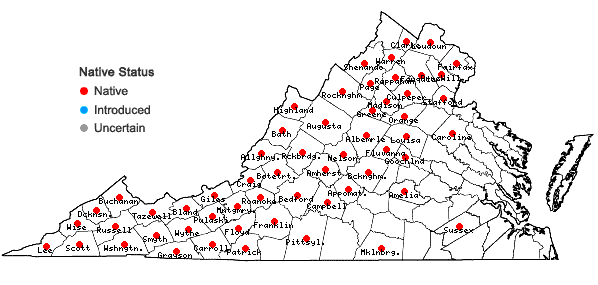 Locations ofAureolaria levigata (Raf.) Raf. in Virginia