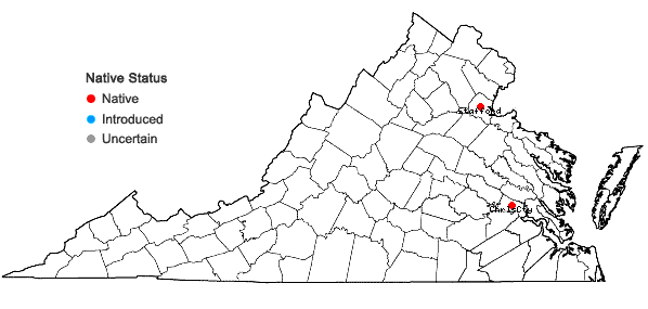 Locations ofBacopa rotundifolia (Michx.) Wettst. in Virginia