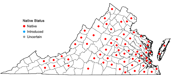 Locations ofBartonia virginica (L.) BSP in Virginia