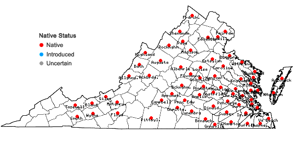 Locations ofBartonia virginica (L.) BSP in Virginia
