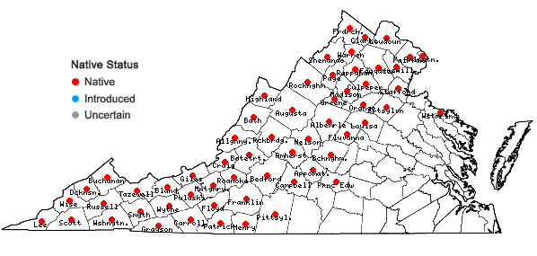Locations ofBetula lenta L. var. lenta in Virginia