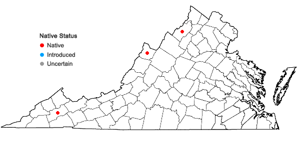 Locations ofBorodinia burkii (Porter) P.J. Alexander & Windham in Virginia