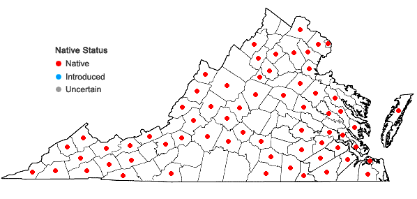 Locations ofBrachythecium laetum (Brid.) Schimp. in Virginia