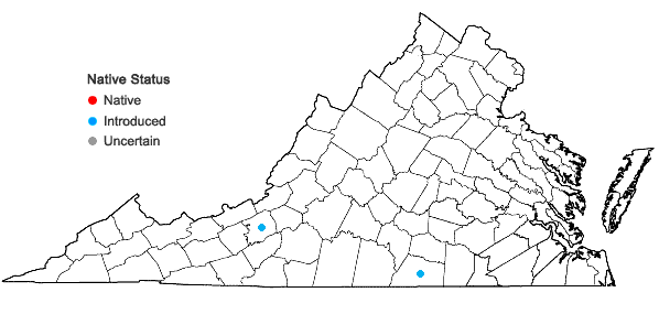 Locations ofBradburia pilosa (Nutt.) Semple in Virginia