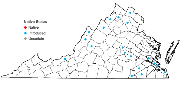 Locations ofBrassica juncea (Linnaeus) Czern. in Virginia