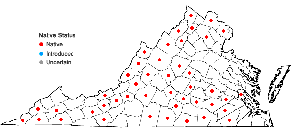 Locations ofBrickellia eupatorioides (L.) Shinners in Virginia