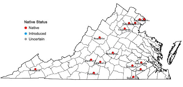 Locations ofBuchnera americana L. in Virginia