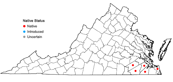 Locations ofBulbostylis ciliatifolia (Elliott) Fernald in Virginia