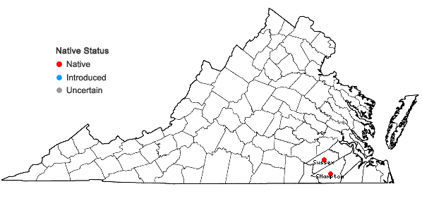 Locations ofBulbostylis coarctata (Elliott) Fernald in Virginia
