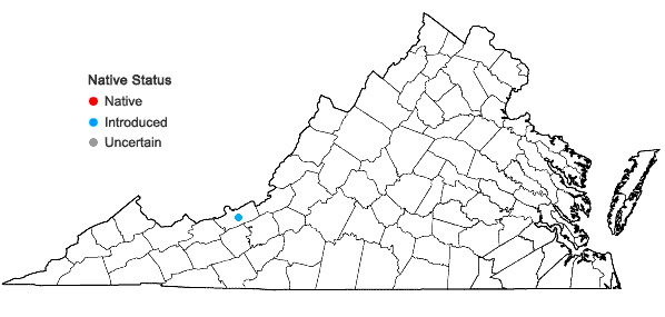 Locations ofBupleurum virgatum Cavanilles in Virginia