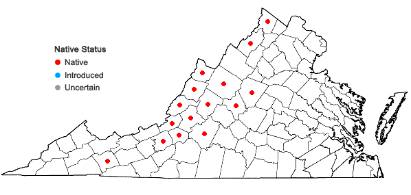 Locations ofCalystegia spithamaea (L.) Pursh ssp. purshiana (Wherry ) Brummitt in Virginia