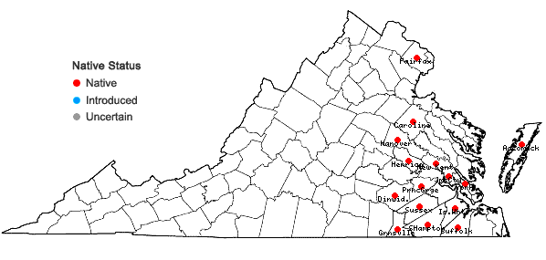 Locations ofCarex bullata Schk. ex Willd. var. greenei (Boeckeler) Fernald in Virginia