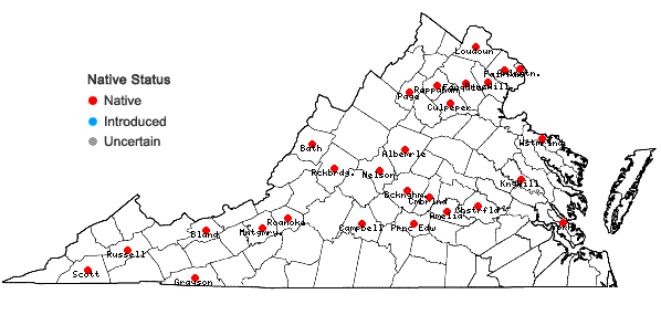 Locations ofCarex muehlenbergii Schk. ex Willd. var. enervis Boott in Virginia