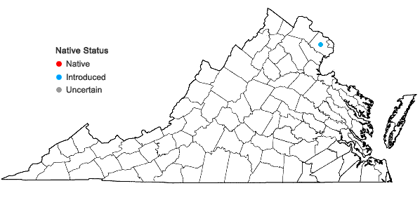 Locations ofCarex opaca (F.J. Hermann) P. Rothrock & Reznicek in Virginia