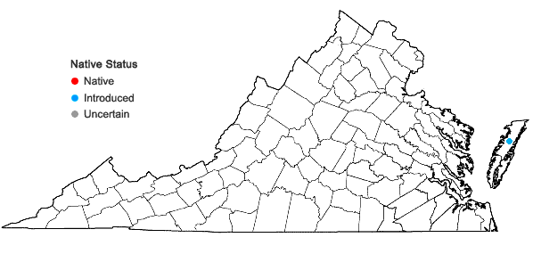 Locations ofCentaurium pulchellum (Sw.) Druce in Virginia