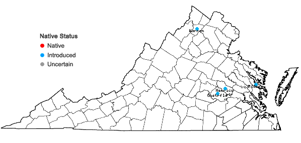 Locations ofCerastium pumilum W. Curtis in Virginia