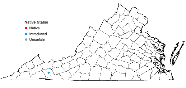 Locations ofCerastium tomentosum L. in Virginia