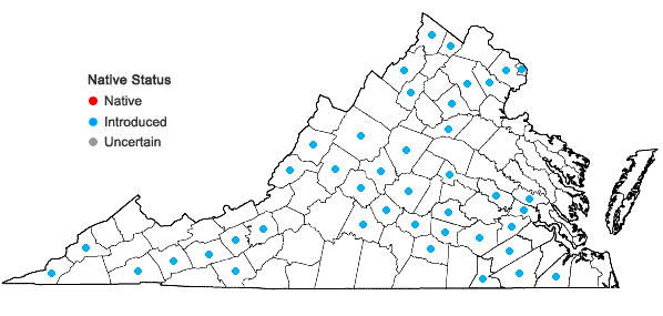 Locations ofChaenorrhinum minus (L.) Lange ssp. minus in Virginia