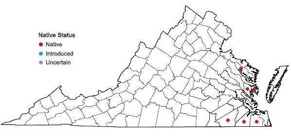Locations ofChelone obliqua L. var. obliqua in Virginia