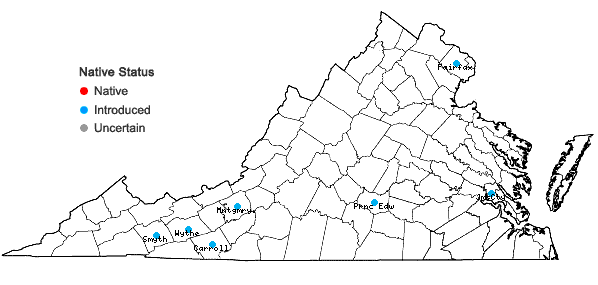 Locations ofChenopodiastrum murale (Linnaeus) S. Fuentes, Uotila, & Borsch in Virginia