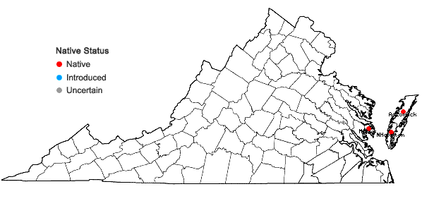 Locations ofChenopodium berlandieri Moquin-Tandon var. macrocalycium (Aellen) Cronquist in Virginia