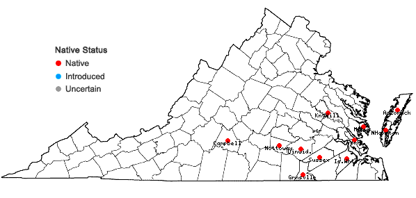 Locations ofChenopodium berlandieri Moq. in Virginia