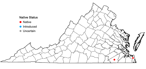 Locations ofChrysopsis gossypina (Michx.) Ell. in Virginia