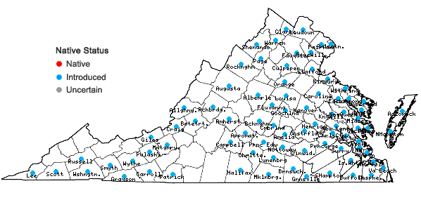 Locations ofClematis terniflora DC. in Virginia