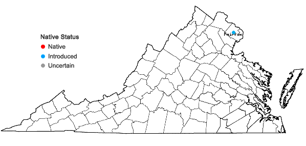 Locations ofClinopodium gracile (Benth.) Kuntze in Virginia