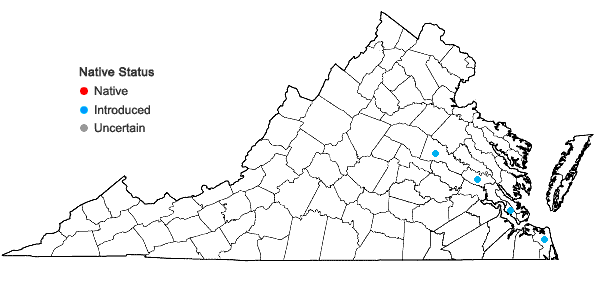 Locations ofCortaderia selloana (Schultes & Schultes f.) Aschers. & Graebn. in Virginia