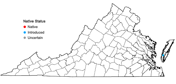 Locations ofCorydalis orthopoda Hayata in Virginia