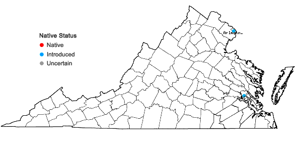 Locations ofCota tinctoria (L.) J. Gay ex Guss. in Virginia