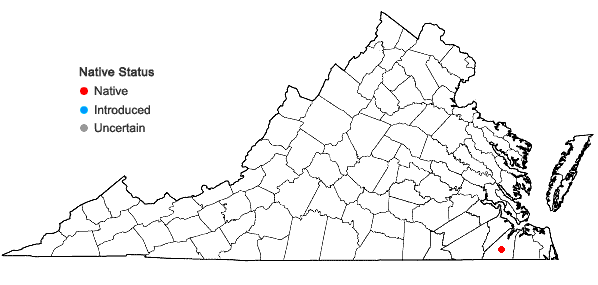 Locations ofCrataegus pexa Beadle in Virginia