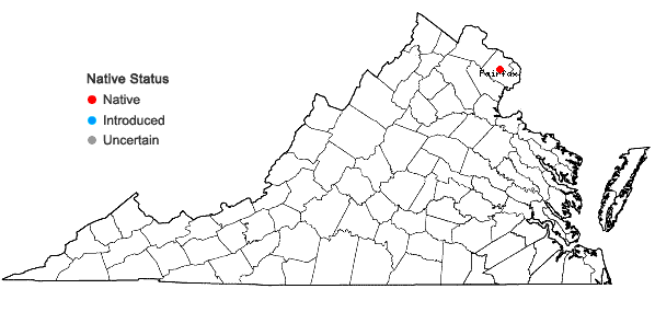 Locations ofCrataegus pruinosa (Wendl.) K. Koch var. virella (Ashe) Kruschke in Virginia
