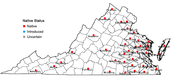 Locations ofCrocanthemum canadense (L.) Britton in Virginia