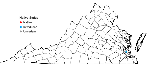 Locations ofCrotalaria biflora L. in Virginia
