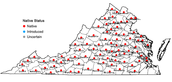 Locations ofCunila origanoides (L.) Britt. in Virginia