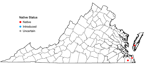 Locations ofCycloloma atriplicifolium (Spreng.) Coult. in Virginia