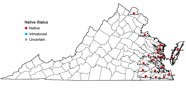 Locations ofCyperus grayi Torrey in Virginia