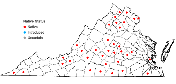 Locations ofCyperus squarrosus L. var. squarrosus in Virginia